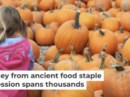Pumpkin patch excursions have become a fall staple in many U.S. households. Creative Touch Imaging Ltd./NurPhoto via Getty Images